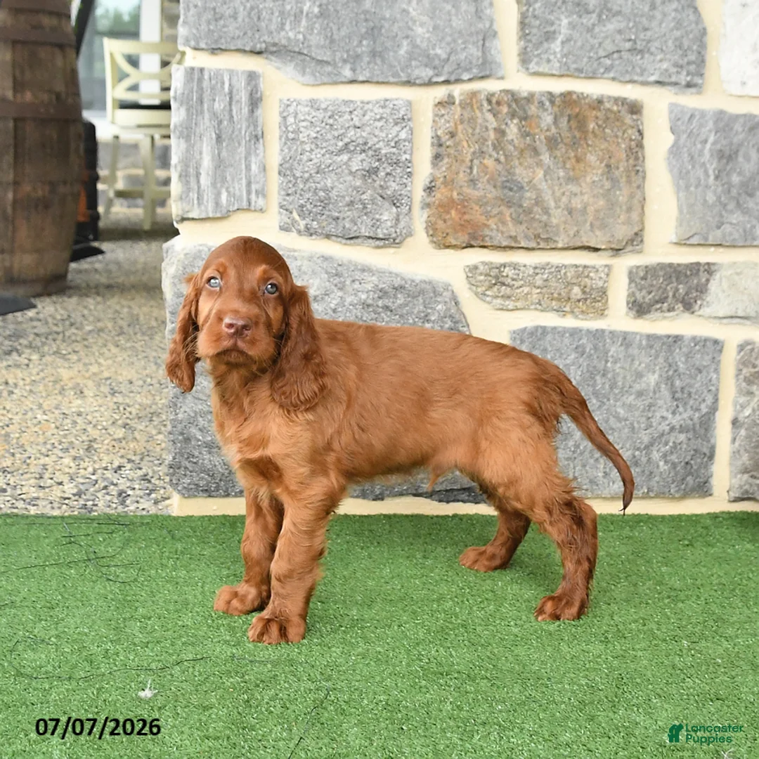 Irish Setter dogs for sale: Celebrity - Ad 1