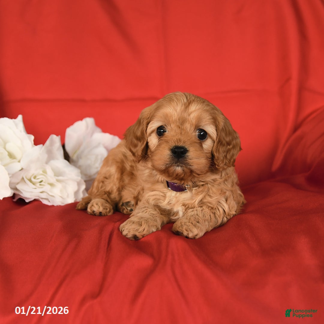 Cavapoo dogs for sale: Cutie - Ad 3