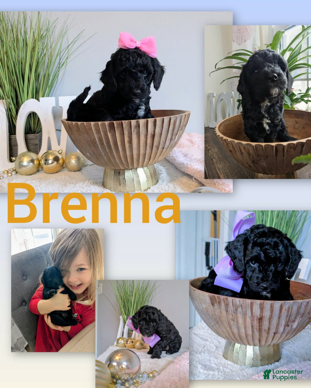 Goldendoodle dogs for sale: Golden Mountain Doodle Puppy 5 - Ad 1