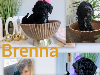 Goldendoodle dogs Golden Mountain Doodle Puppy 5 - Ad 27