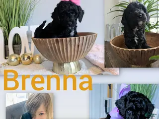 Goldendoodle dogs Golden Mountain Doodle Puppy 5 - Ad 15