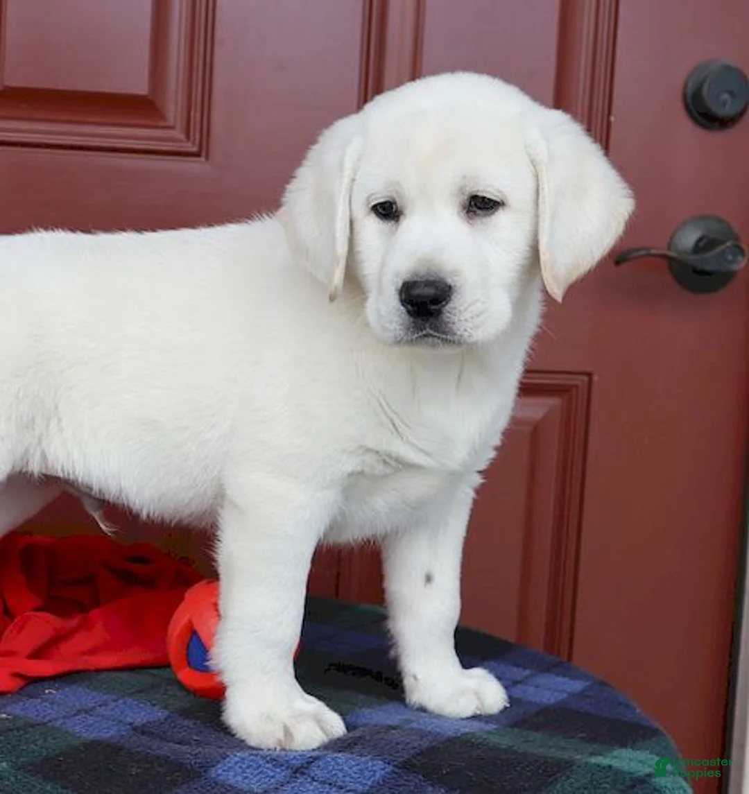 Labrador Retriever dogs for sale: Diesel Champ lines - Ad 4