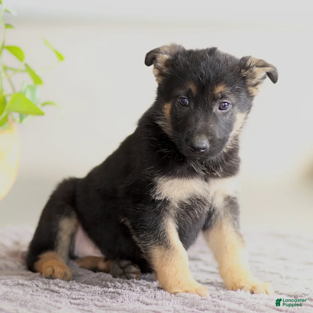 German Shepherd dogs for sale: Gunner - Ad 1