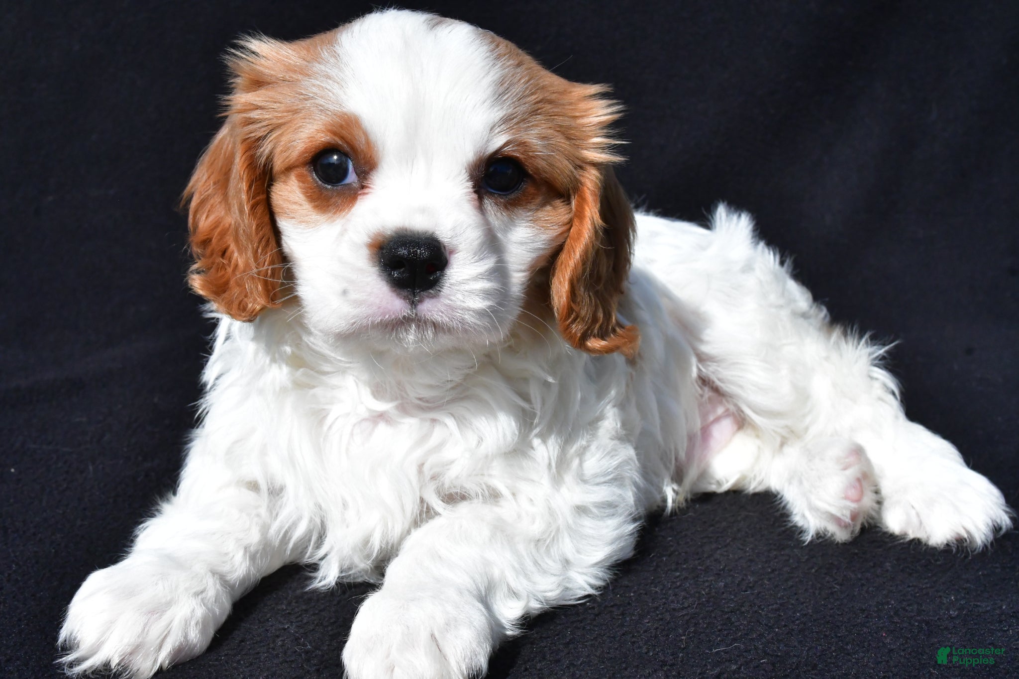 Cavalier King Charles Spaniel dogs Jerry - Ad 2