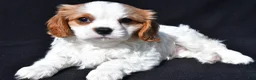 Cavalier King Charles Spaniel dogs for sale: Jerry - Ad 2
