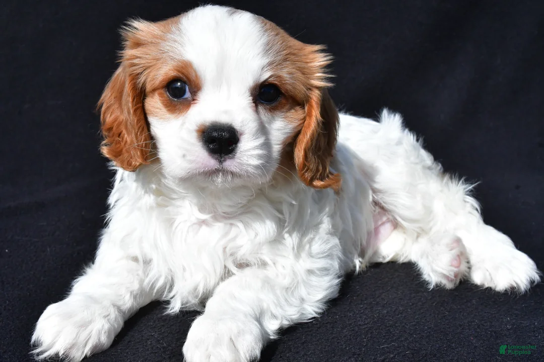 Cavalier King Charles Spaniel dogs for sale: Jerry - Ad 2