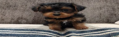 Lila