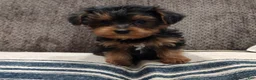 Yorkiepoo dogs for sale: Lila - Ad 1