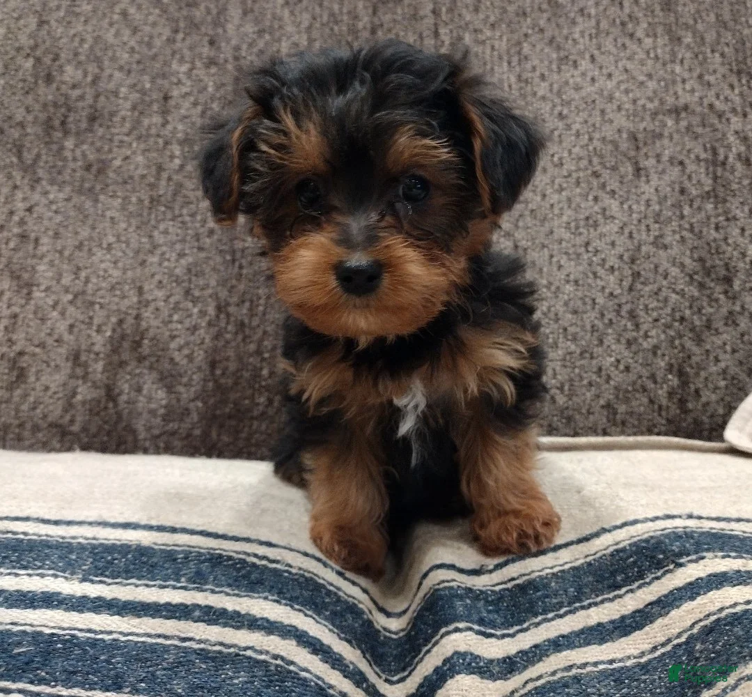 Yorkiepoo dogs for sale: Lila - Ad 1