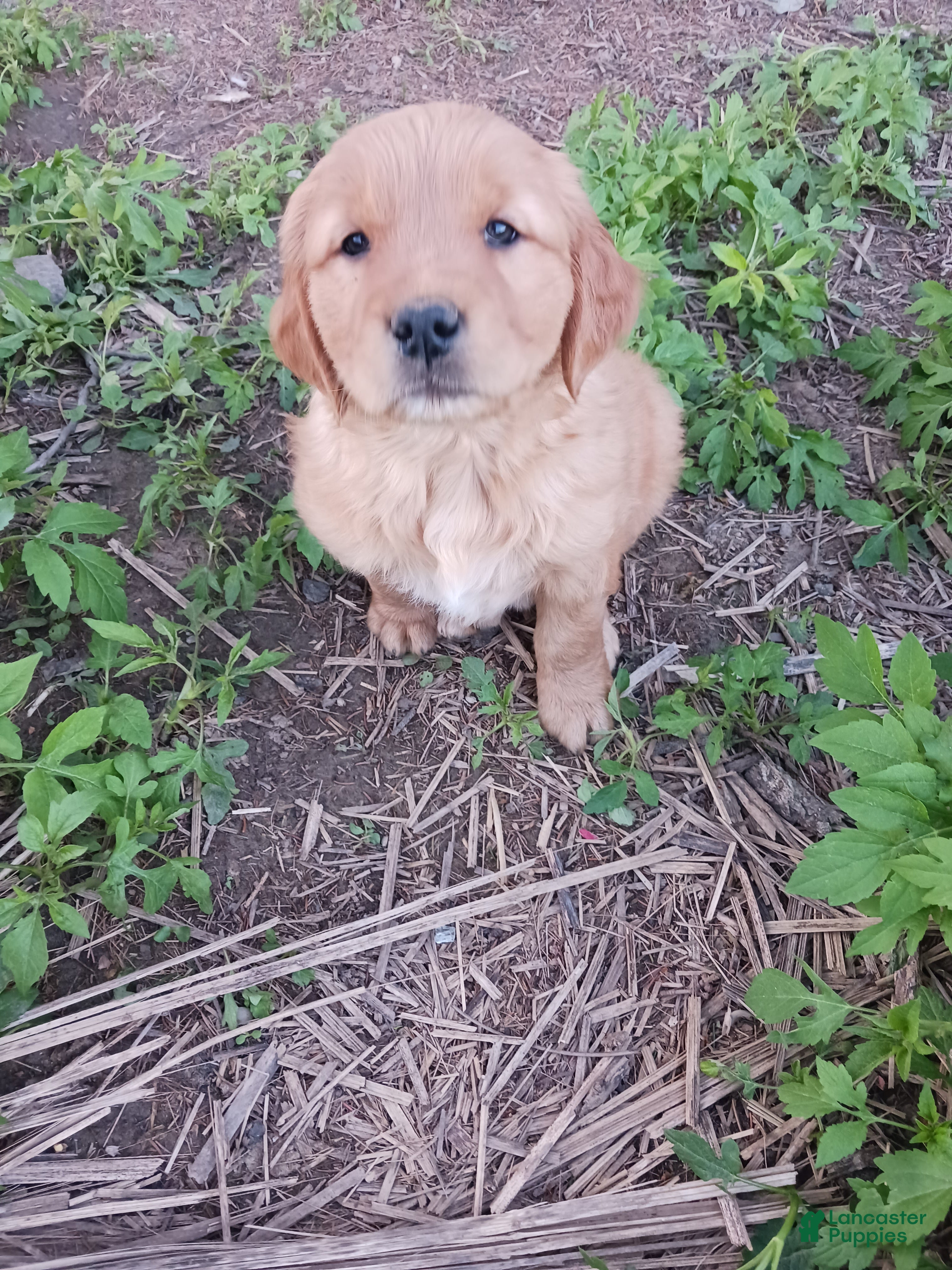 Golden Retriever dogs Apollo - Ad 12