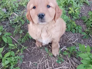 Golden Retriever dogs Apollo - Ad 23