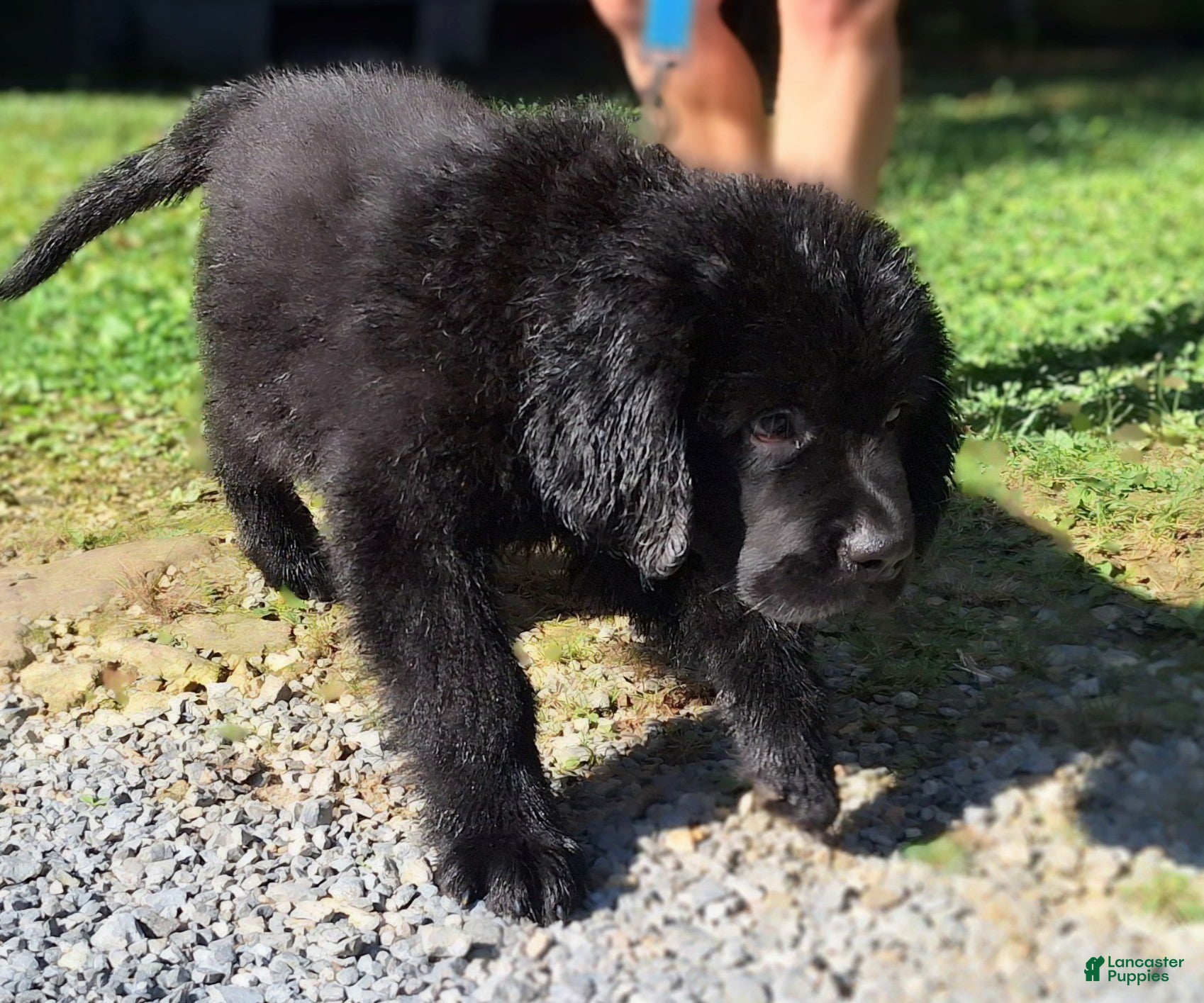 Newfoundland dogs Nala - Ad 2