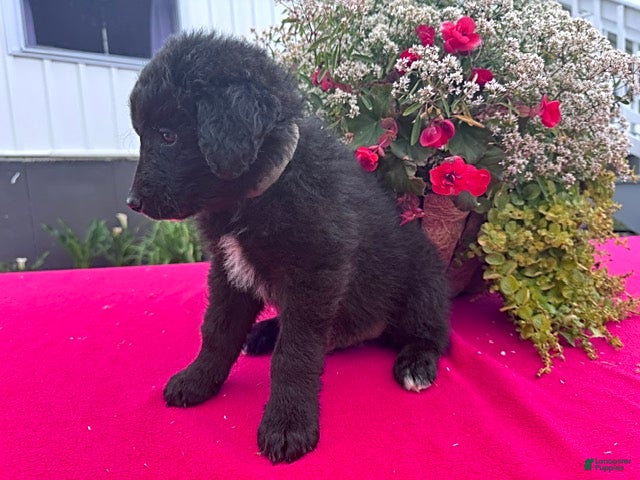 Mixed Breed dogs Teddy - Ad 2