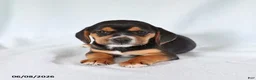 Beagle dogs for sale: Susie - Ad 2