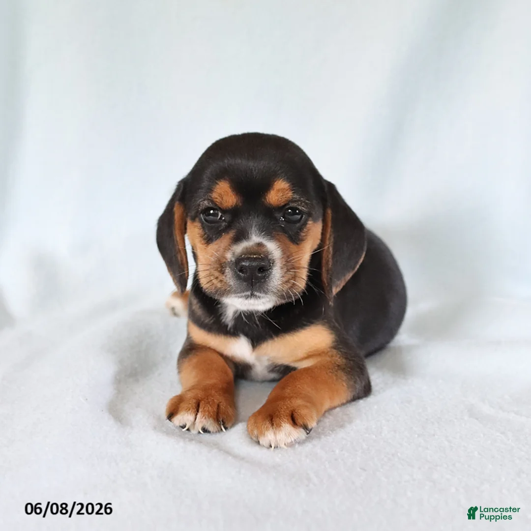 Beagle dogs for sale: Susie - Ad 2