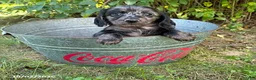 Dachshund dogs for sale: Truffles - Ad 1