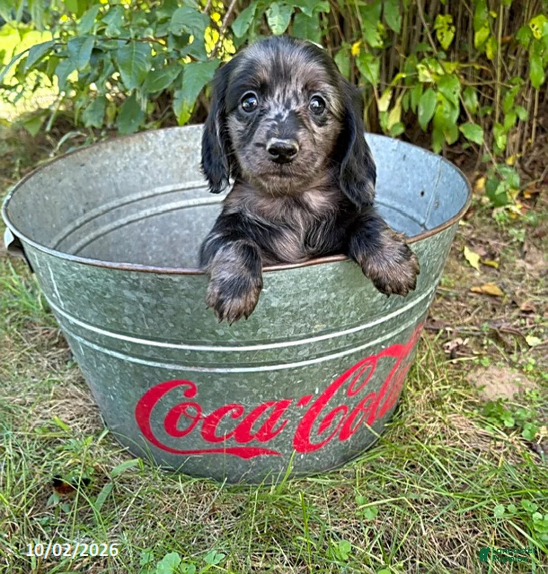 Dachshund dogs for sale: Truffles - Ad 1
