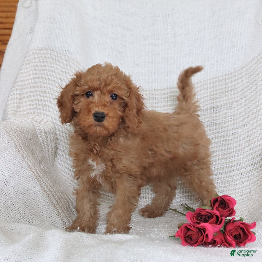 Cockapoo dogs Jason - Ad 1