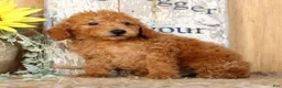 Miniature Poodle dogs for sale: Nolan - Ad 5