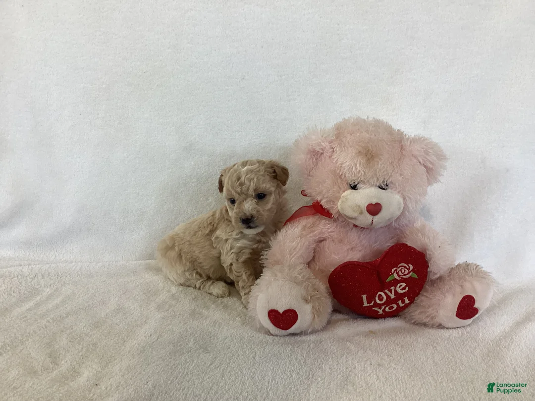 Maltipoo dogs for sale: Candy - Ad 2