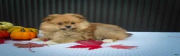 Pomeranian dogs for sale: 🐾 Meet Roxy — A Bouncy Little Ball of Fluff! 🐾 - Ad 14