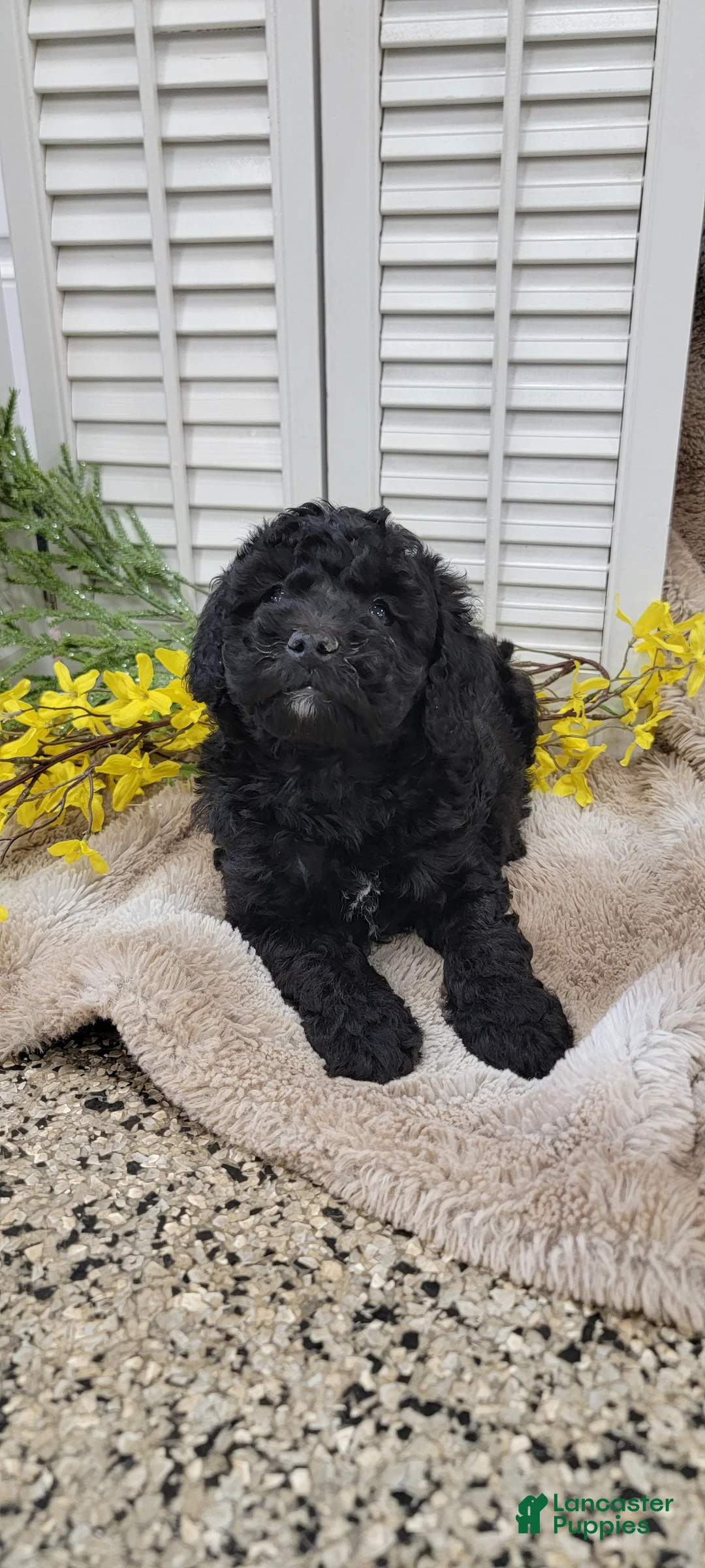 Cockapoo dogs for sale: JoJo - Ad 2