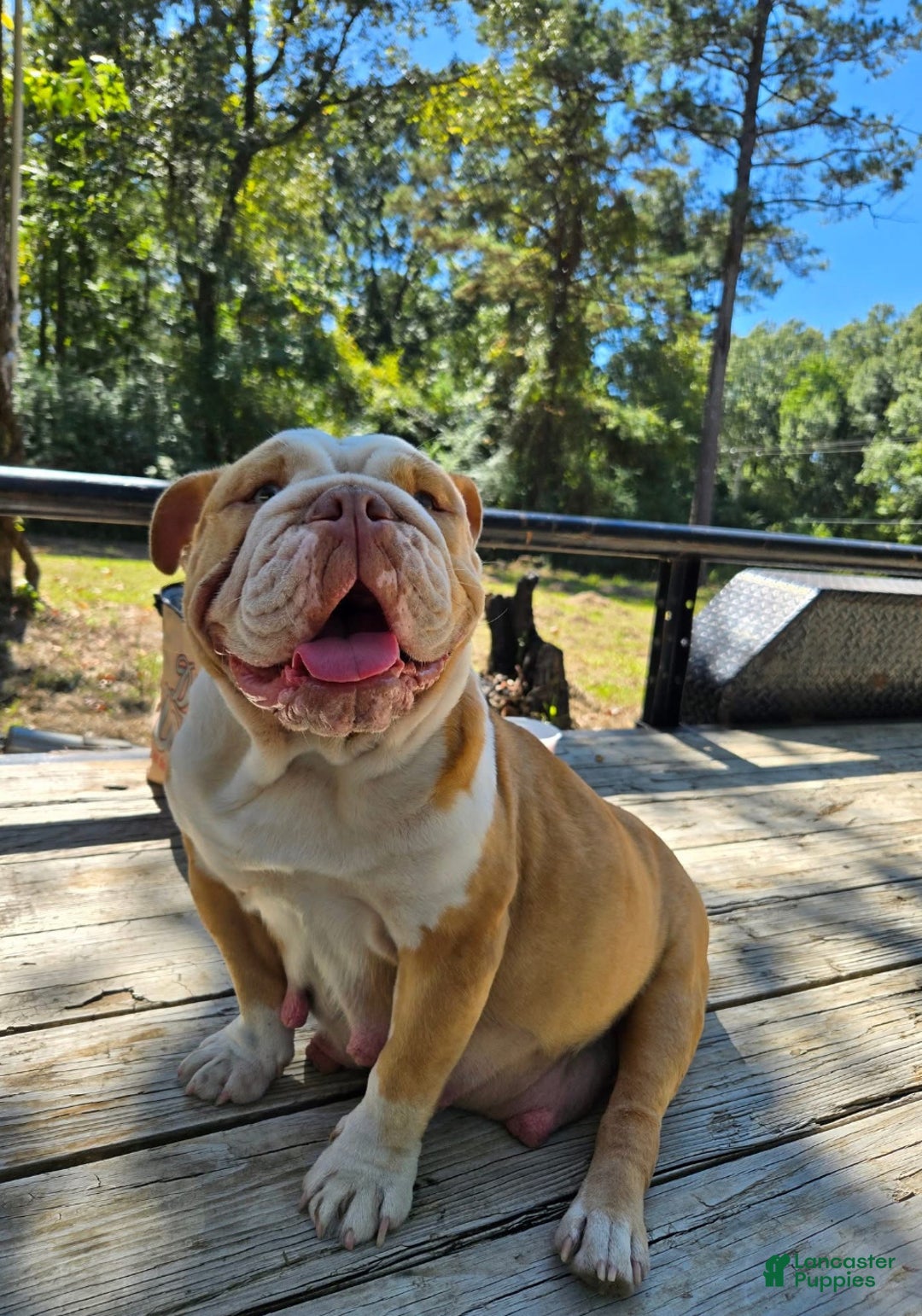 English Bulldog dogs for sale: Blue - Ad 3