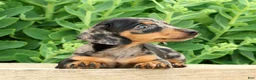 Miniature Dachshund dogs for sale: Jodi - Ad 3
