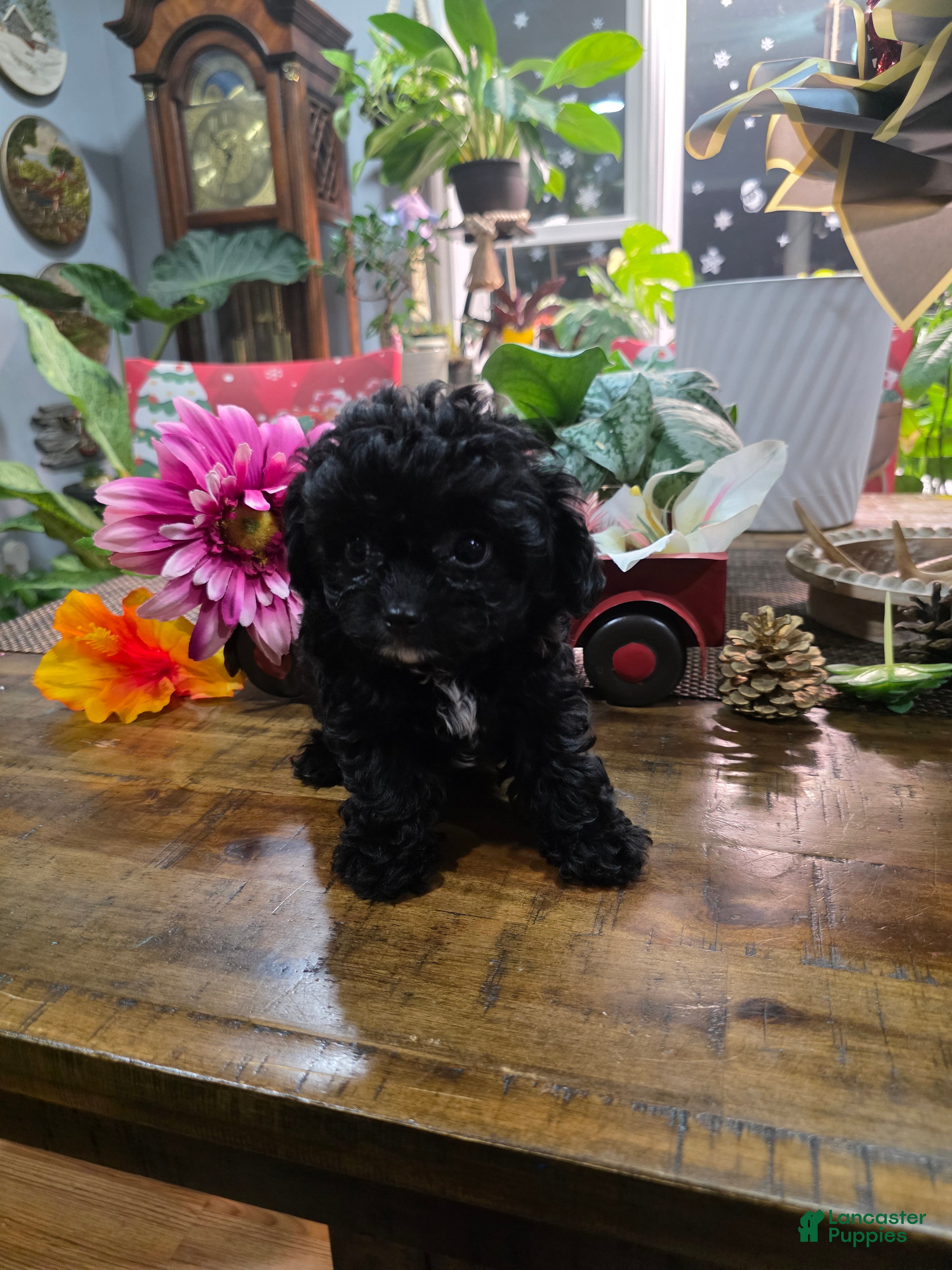 Toy Poodle dogs Blackie  - Ad 29