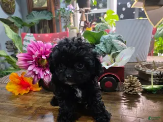 Toy Poodle dogs Blackie - Ad 26