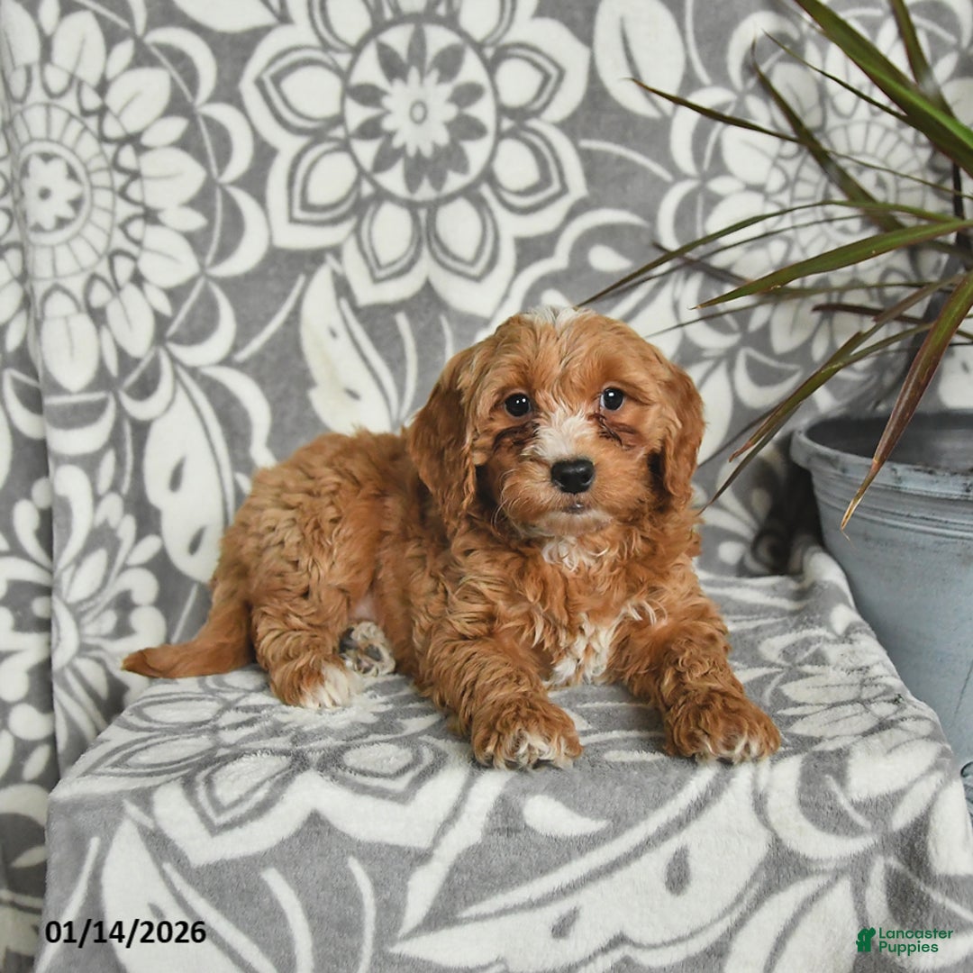 Mini Goldendoodle dogs for sale: Rocky - Ad 3