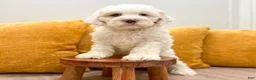 Cockapoo dogs for sale: Buddy - Ad 5