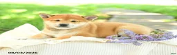 Shiba Inu dogs for sale: Jasper - Ad 3
