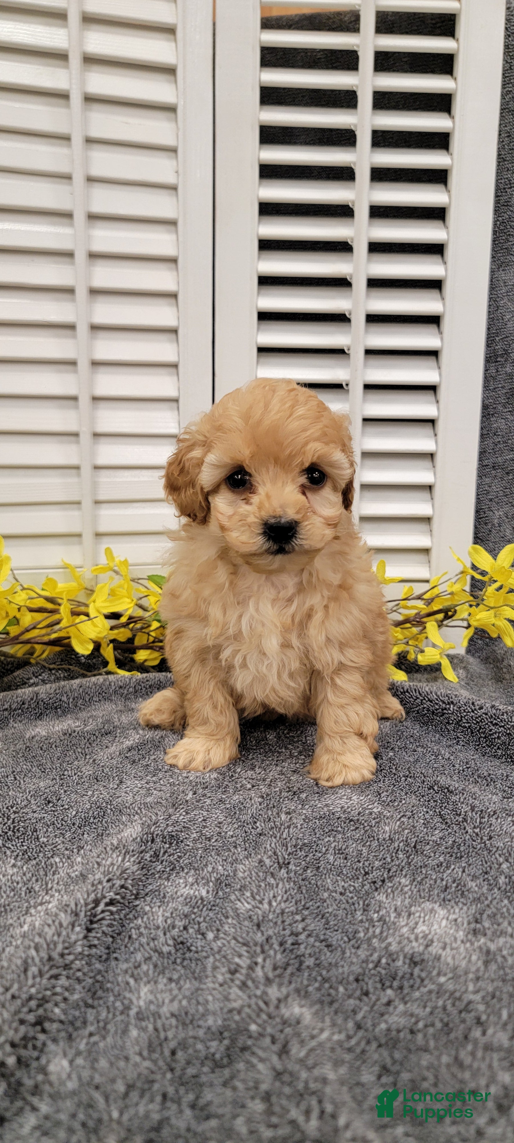 Miniature Poodle dogs Tulip - Ad 1