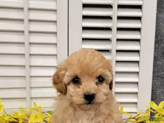 Miniature Poodle dogs for sale: Tulip - Ad 4