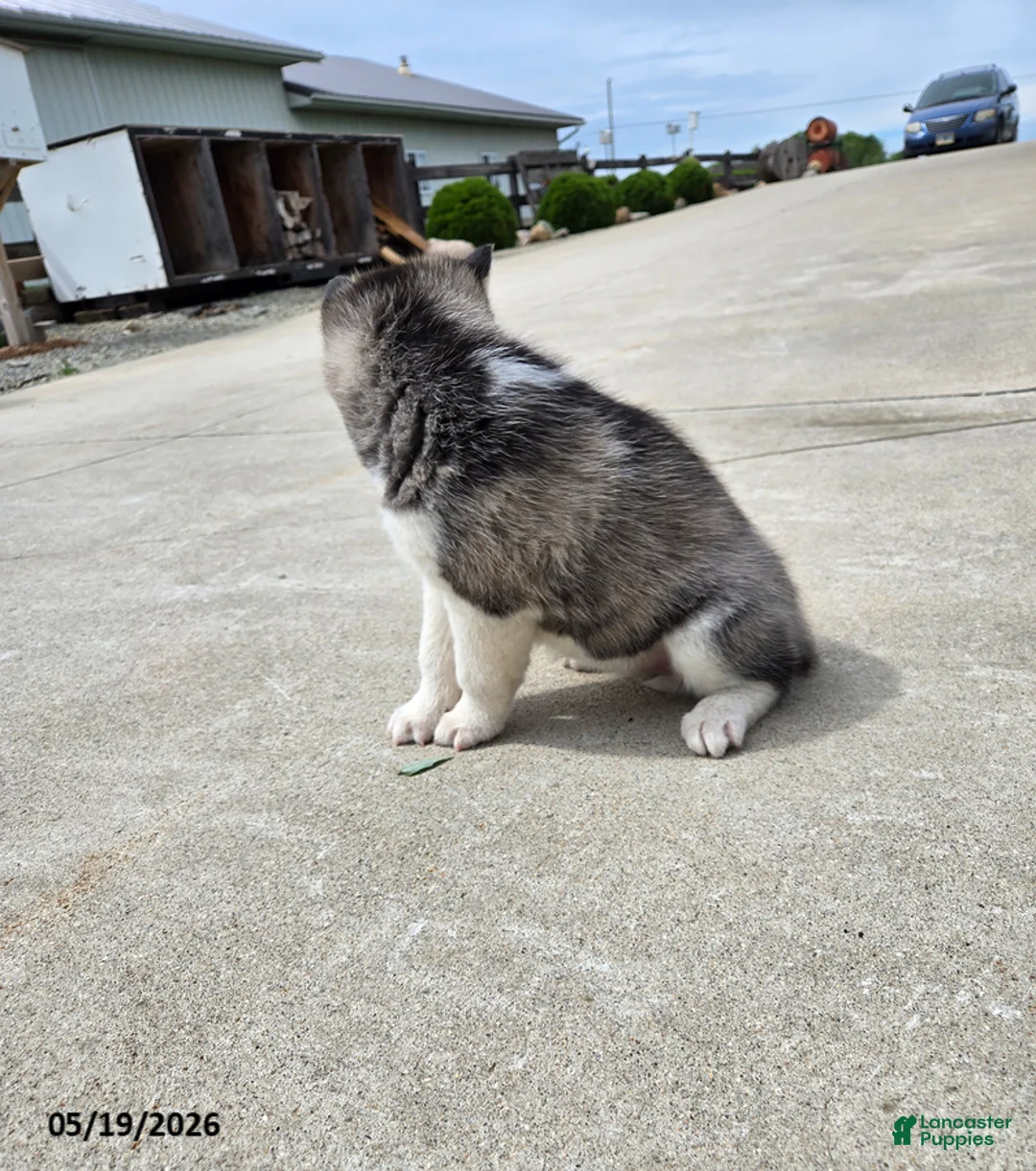 Pomsky dogs for sale: Jackie - Ad 2