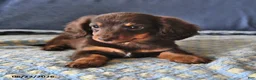 Miniature Dachshund dogs for sale: Cocoa - Ad 3