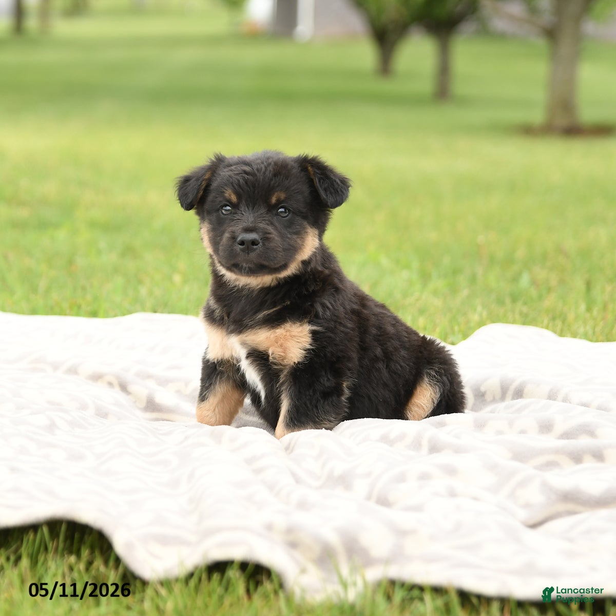 Mixed Breed dogs Nacho - Ad 2