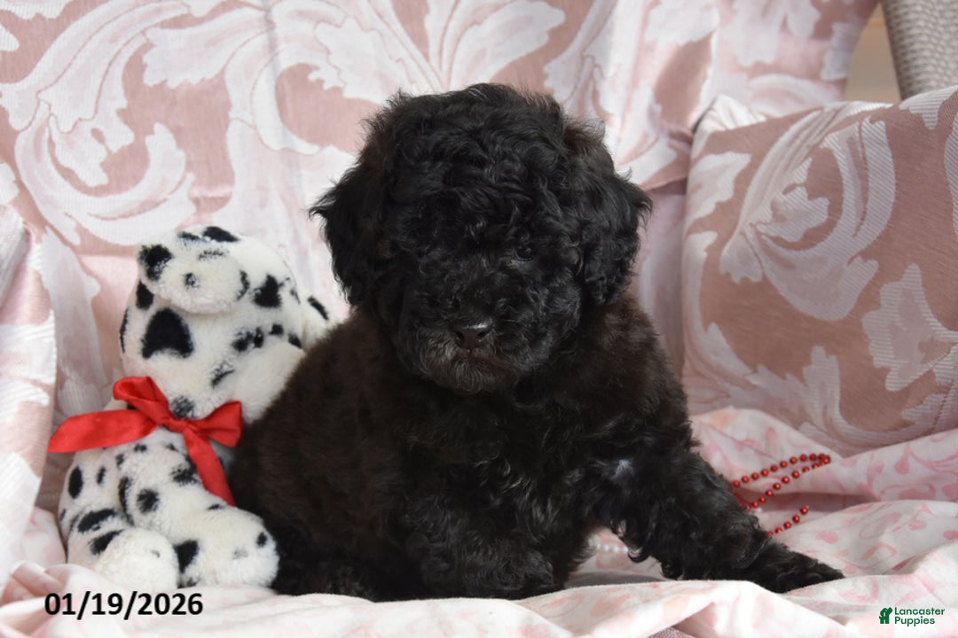Cockapoo dogs for sale: Morris - Ad 3