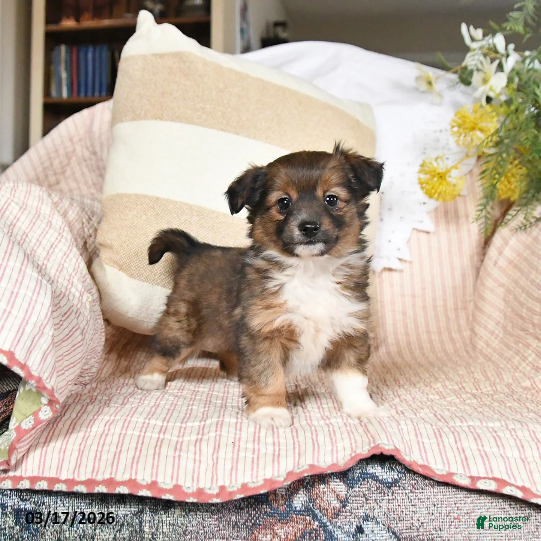 Mixed Breed dogs for sale: Flora   - Ad 1