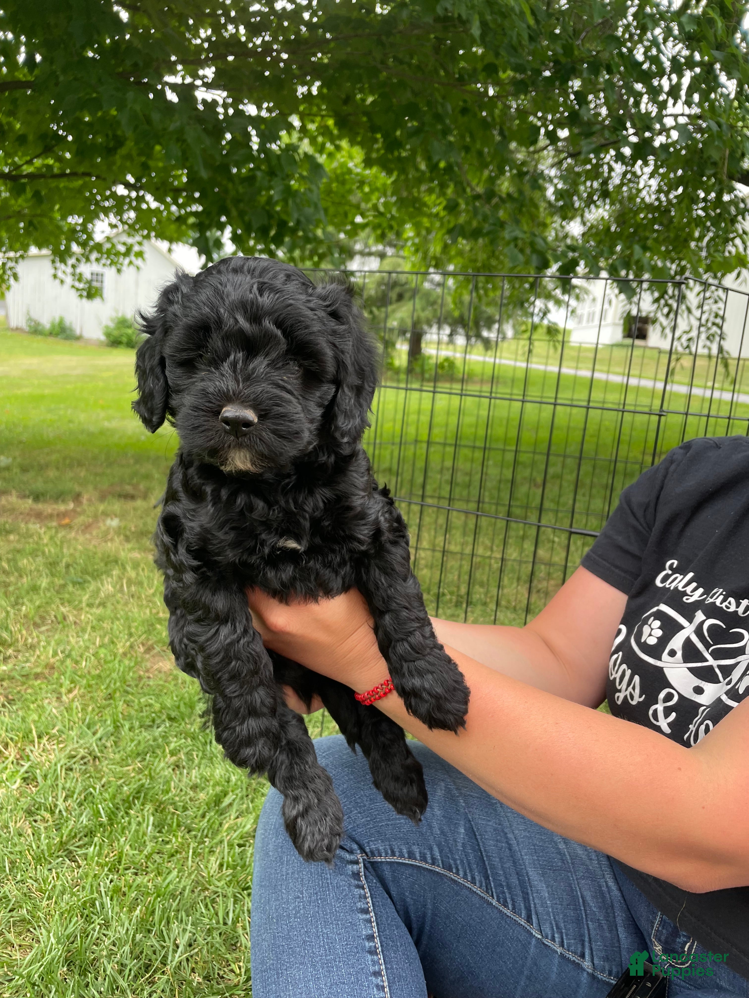 Miniature Poodle dogs Jack - Ad 2