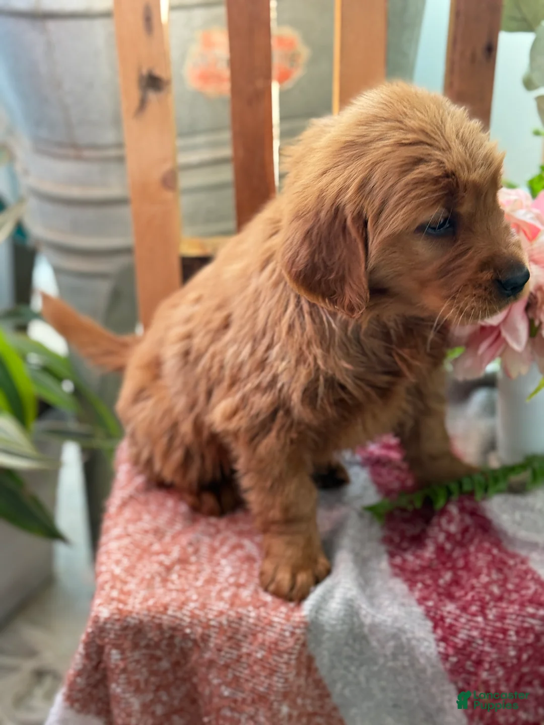 Golden Retriever dogs for sale: Redd - Ad 10