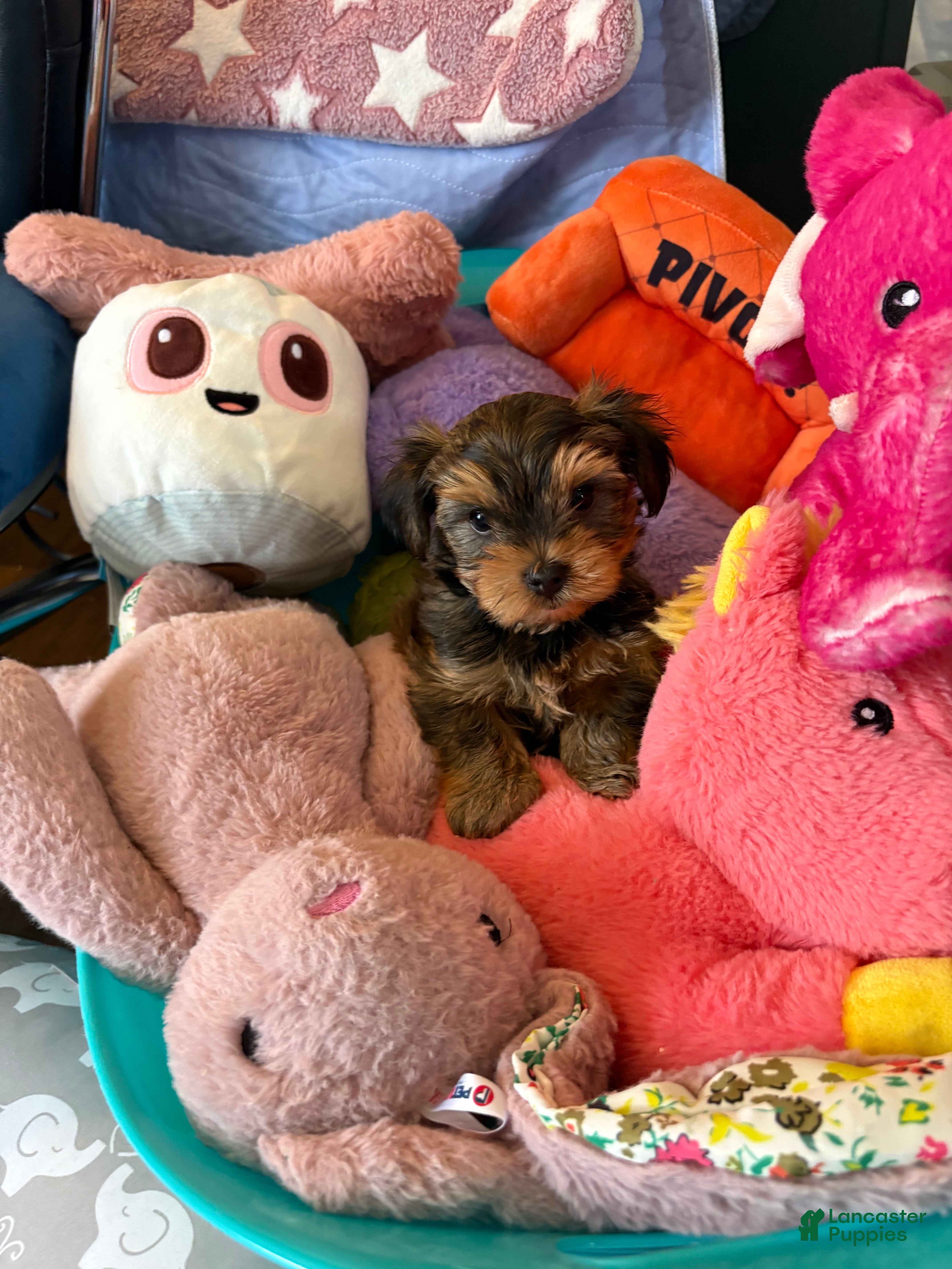 Yorkshire Terrier dogs Yorkshire Terrier Puppy Teddy  - Ad 23
