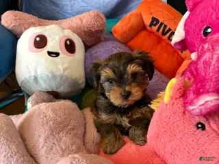 Yorkshire Terrier dogs Yorkshire Terrier Puppy Teddy - Ad 23