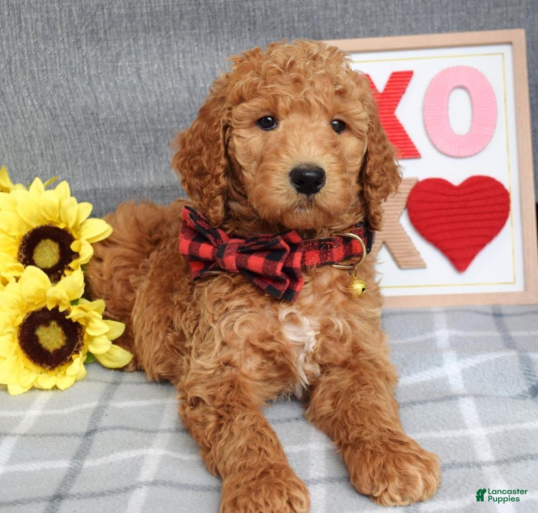 Standard Poodle dogs for sale: Charlie - Ad 8