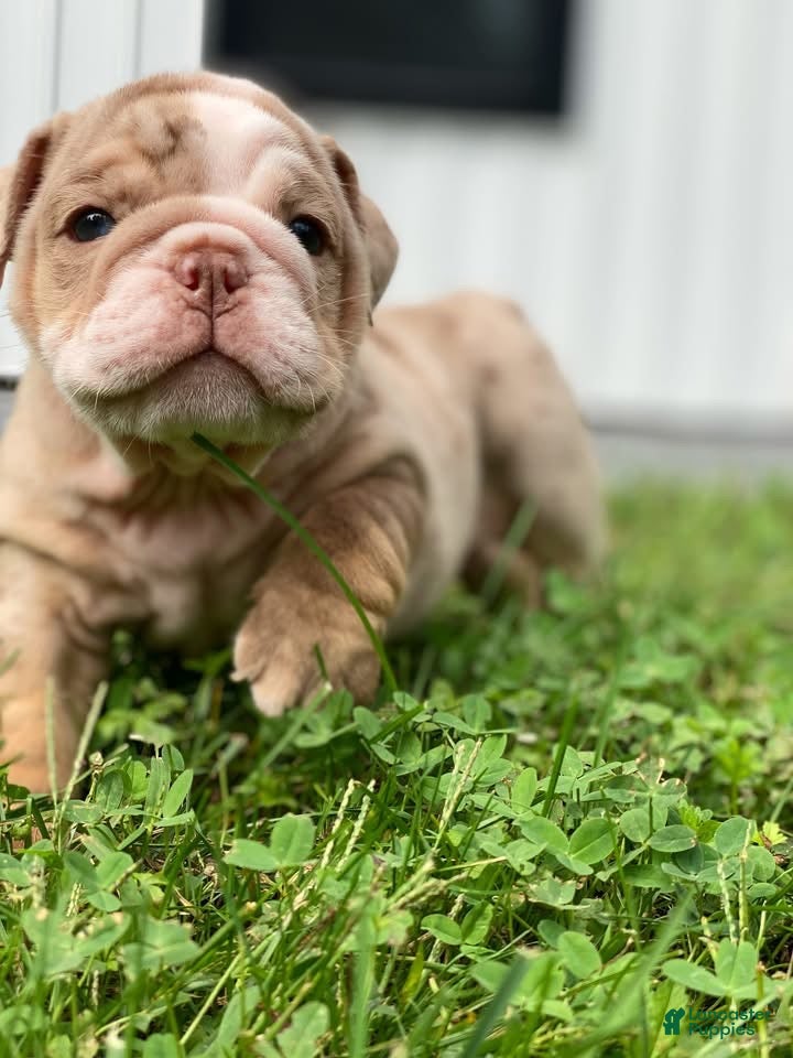 English Bulldog dogs ERNEST - Ad 13