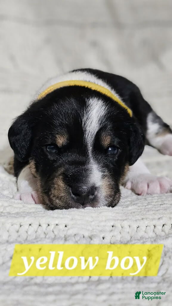 Mixed Breed dogs Mini aussie jack yellow - Ad 2