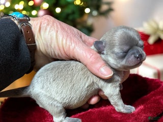 Chihuahua dogs Bandito - Ad 10