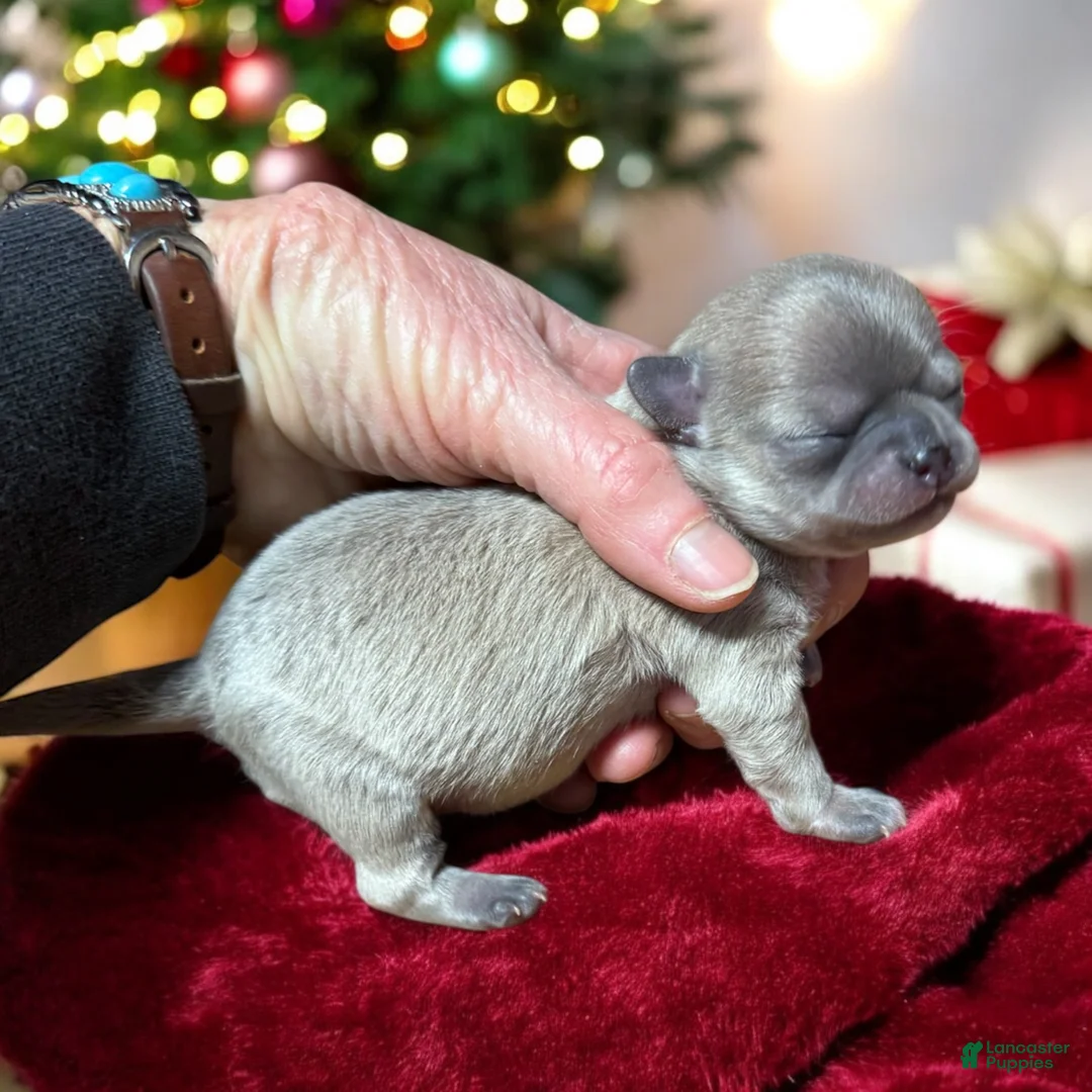 Chihuahua dogs for sale: Bandito - Ad 1