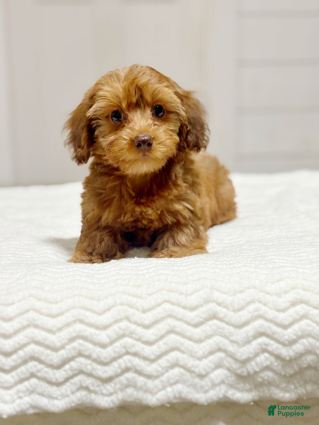 Miniature Dachshund dogs for sale: Mazzy - Ad 3